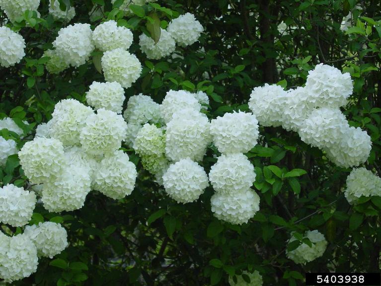 Chinese snowball (Viburnum macrocephalum)