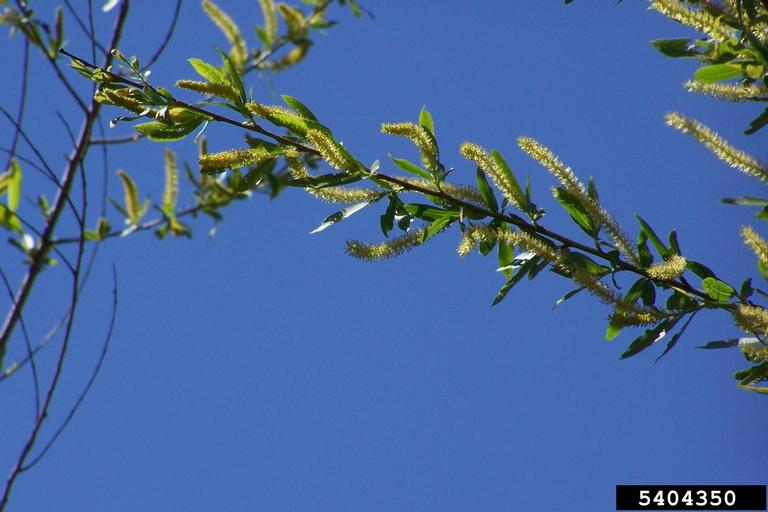 black willow (Salix nigra)