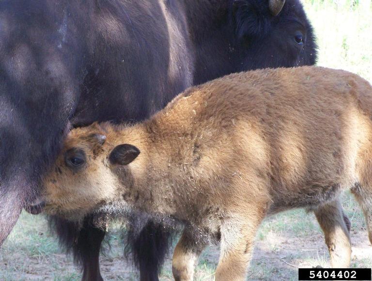 American bison (Bison bison)