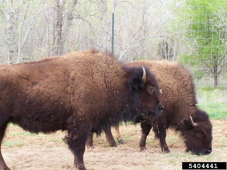 American bison (Bison bison)