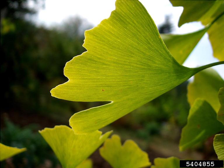 ginkgo (Ginkgo biloba)
