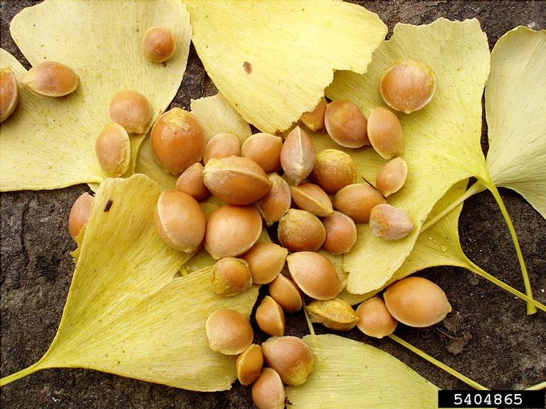 ginkgo (Ginkgo biloba)