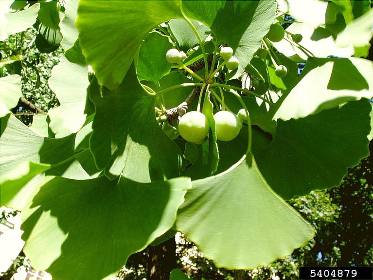 ginkgo, Ginkgo biloba (Ginkgoales Ginkgoaceae) 5404879