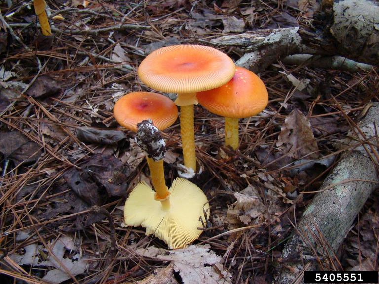 mushroom　1001 Giant Mushroom House - Fungal Tunnels by 3DHexes