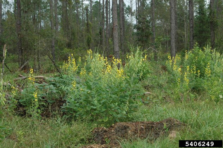 Snowy Rattlebox showy rattlebox (Crotalaria spectabilis Roth) - 5406249