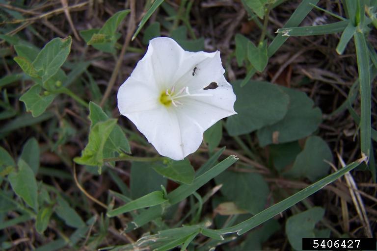 bindweed (Genus Convolvulus)
