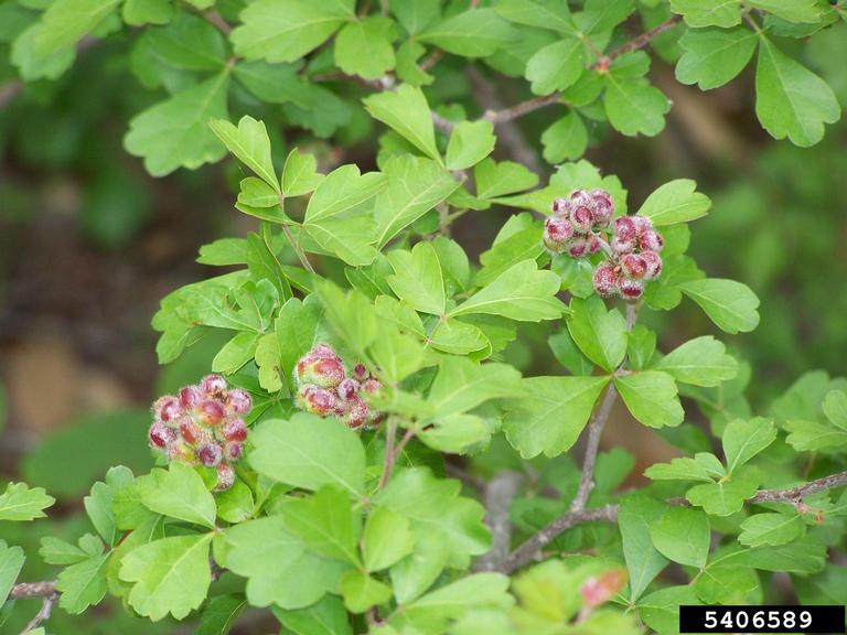 fragrant sumac (Rhus aromatica)