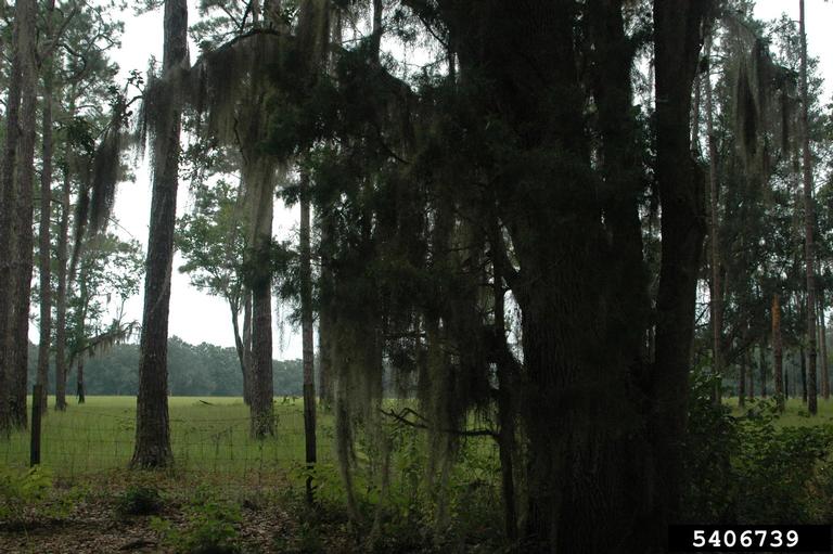 Spanish moss (Tillandsia usneoides)