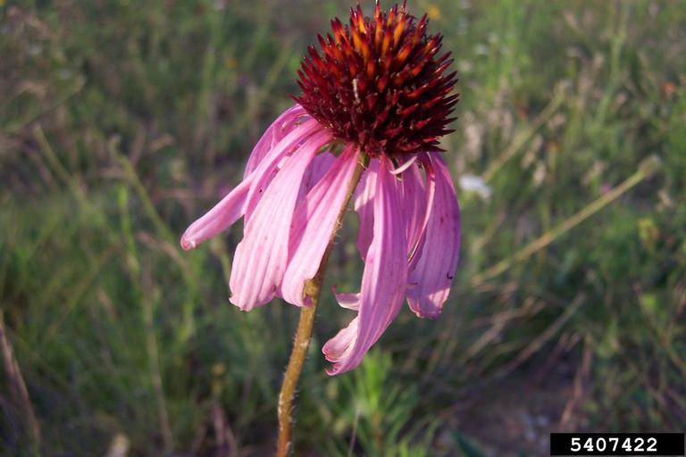 coneflowers (Genus Echinacea)