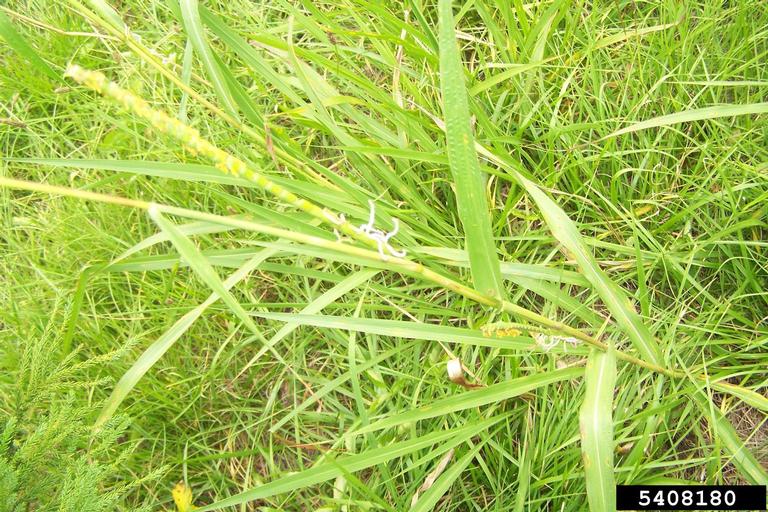 eastern gamagrass (Tripsacum dactyloides)