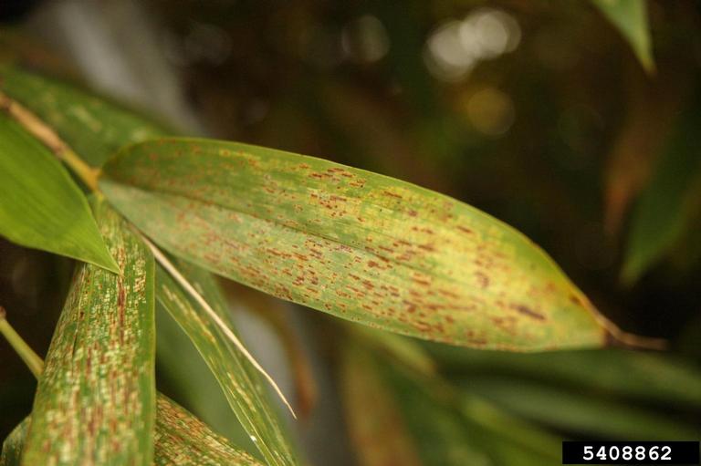 rust (Uredo inflexa ) on bamboo (Bambusa spp. ) 5408862