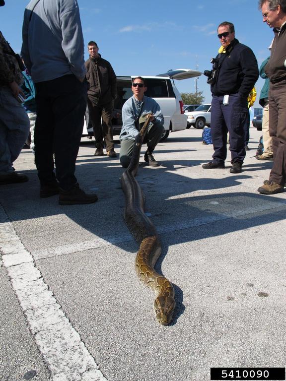 pythons (Genus Python Daudin, 1803)