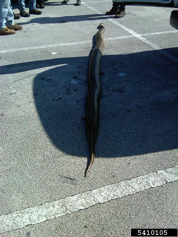 pythons (Genus Python Daudin, 1803)