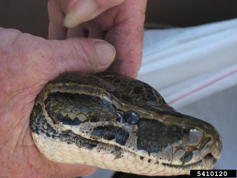 pythons (Genus Python)