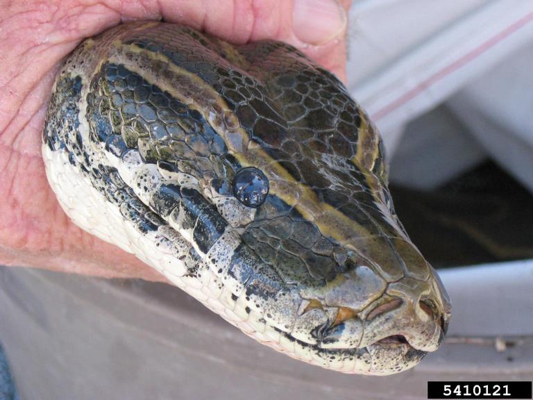 pythons (Genus Python)