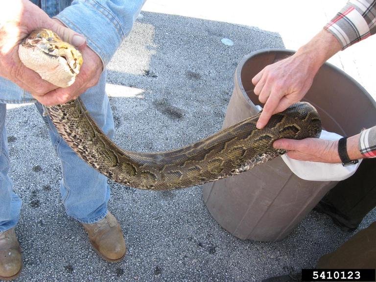 pythons (Genus Python Daudin, 1803)