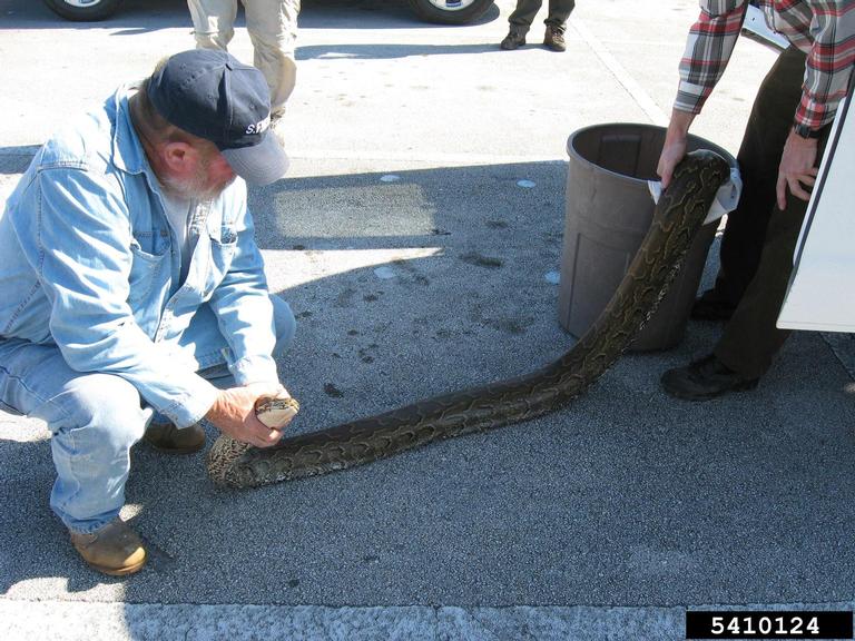pythons (Genus Python Daudin, 1803)