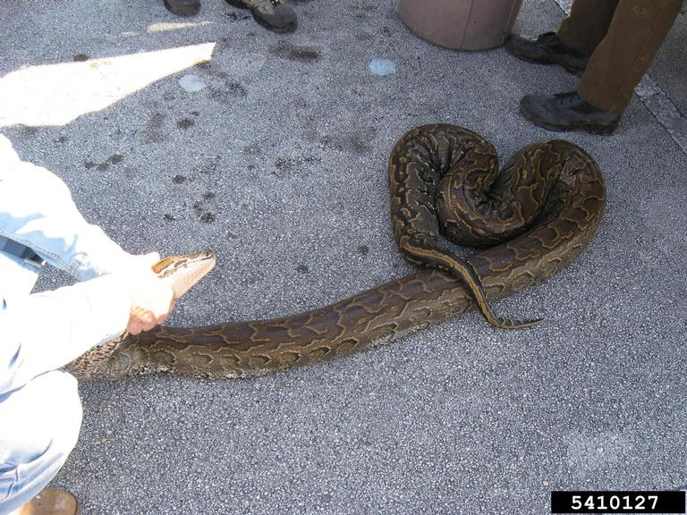 pythons (Genus Python Daudin, 1803)