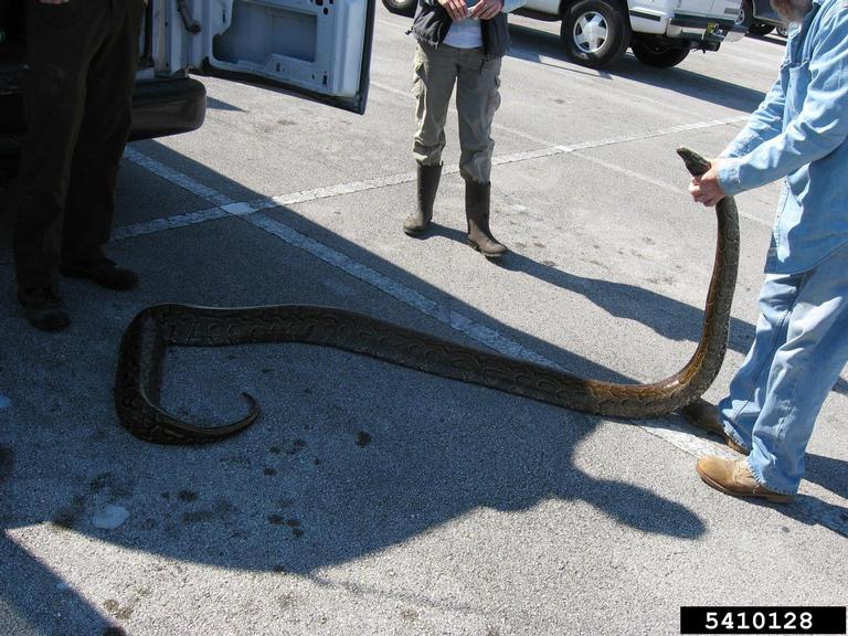 pythons (Genus Python)