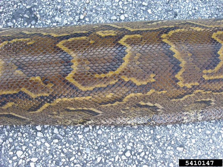 pythons (Genus Python)