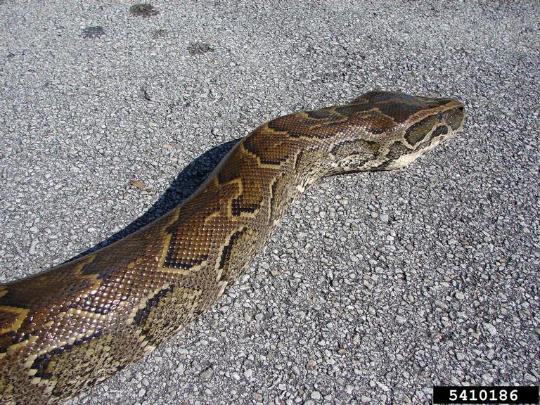 pythons (Genus Python)