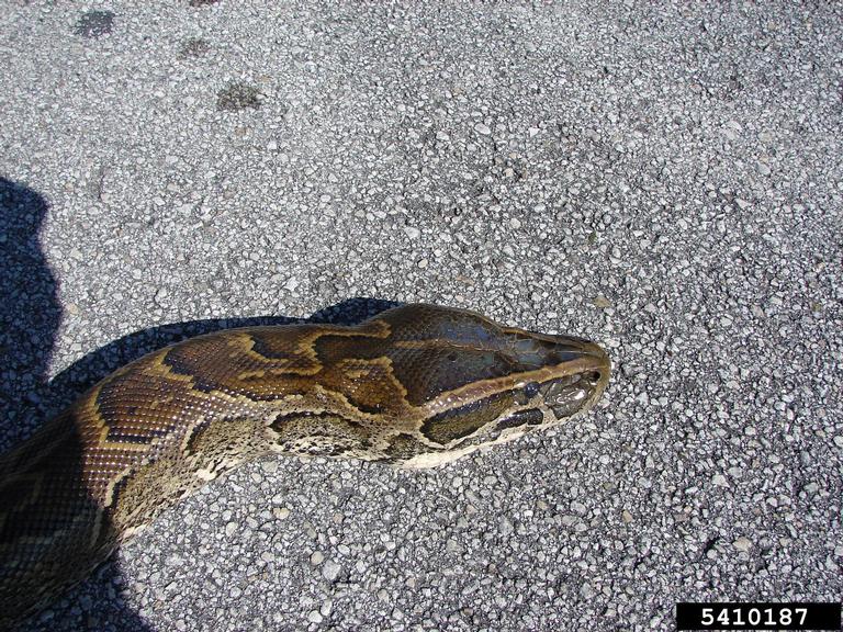 pythons (Genus Python Daudin, 1803)