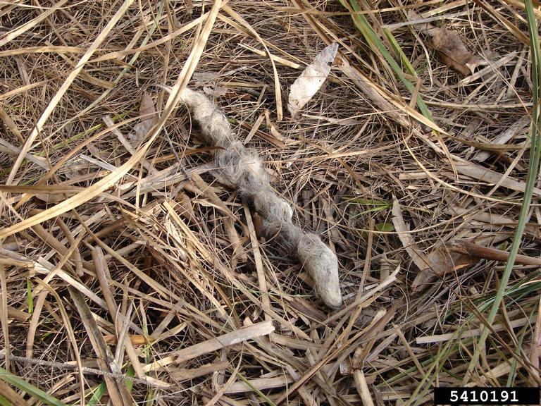 pythons (Genus Python)