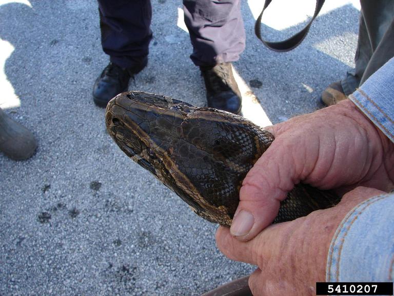 pythons (Genus Python)