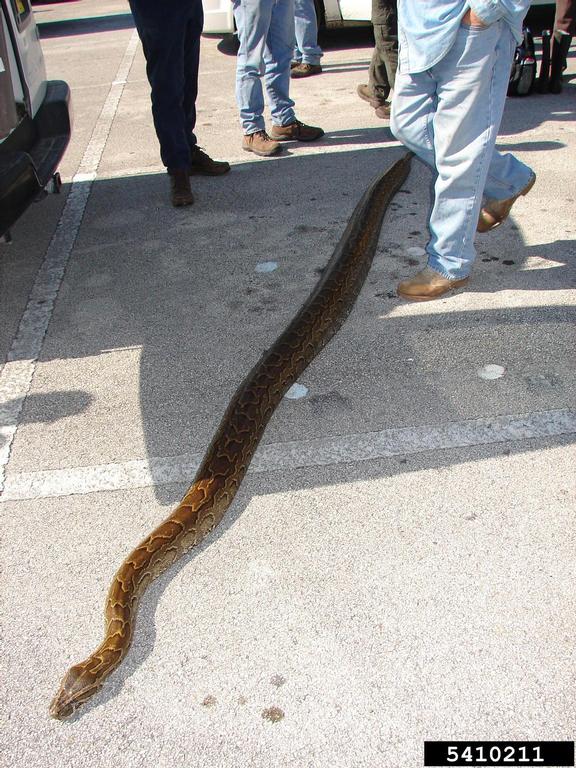 pythons (Genus Python)