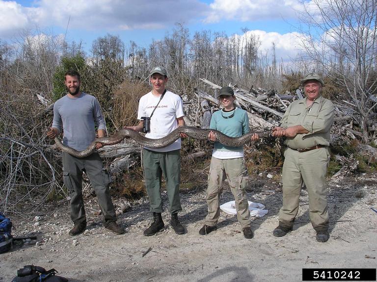 pythons (Genus Python Daudin, 1803)