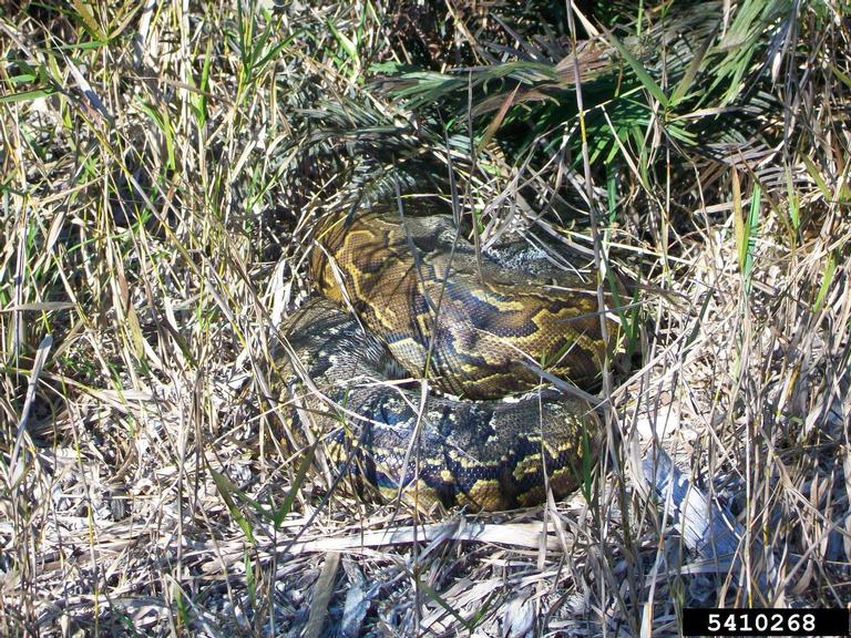 pythons (Genus Python Daudin, 1803)