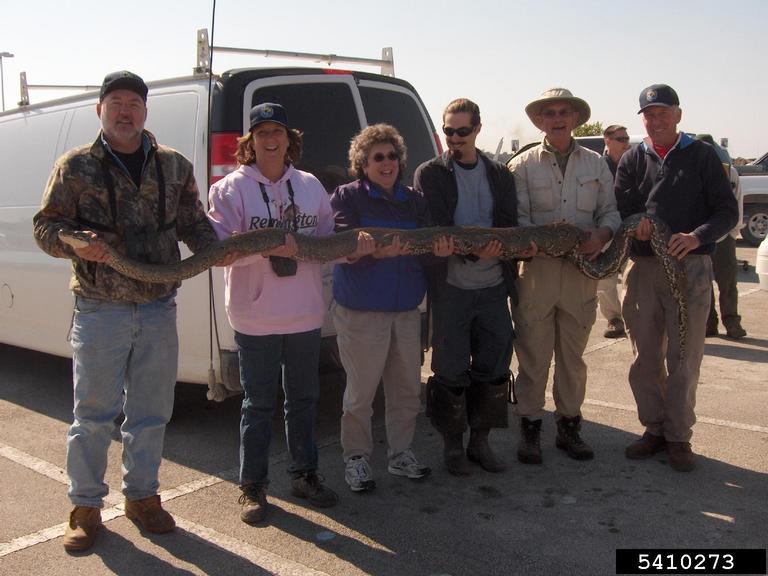 pythons (Genus Python)