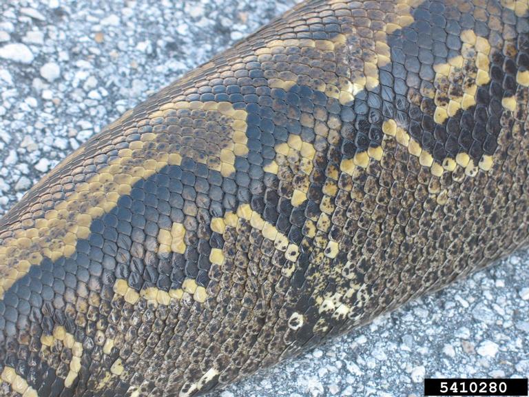 pythons (Genus Python Daudin, 1803)
