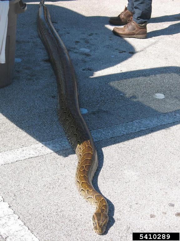 pythons (Genus Python Daudin, 1803)
