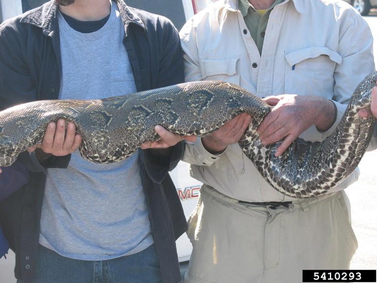 pythons (Genus Python Daudin, 1803)