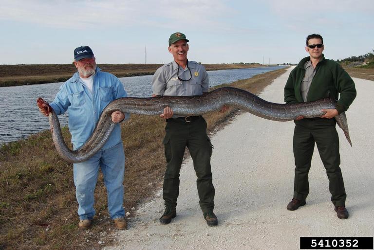 pythons (Genus Python Daudin, 1803)