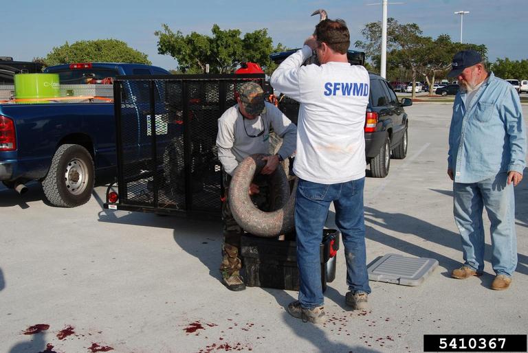 pythons (Genus Python Daudin, 1803)