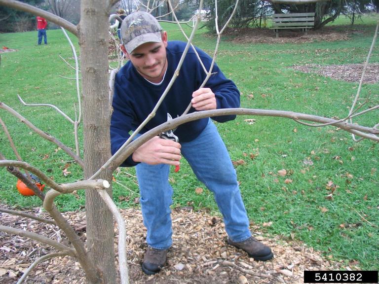 pruning (general)