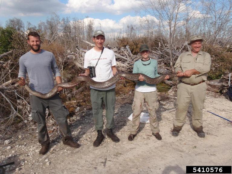 pythons (Genus Python Daudin, 1803)