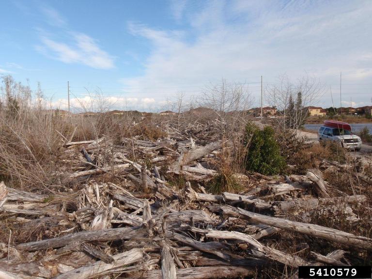 pythons (Genus Python Daudin, 1803)