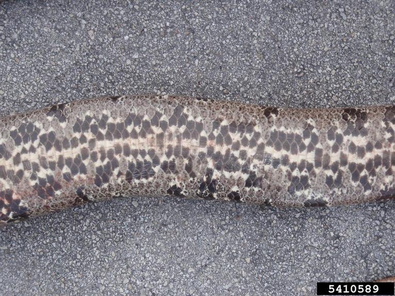 pythons (Genus Python)