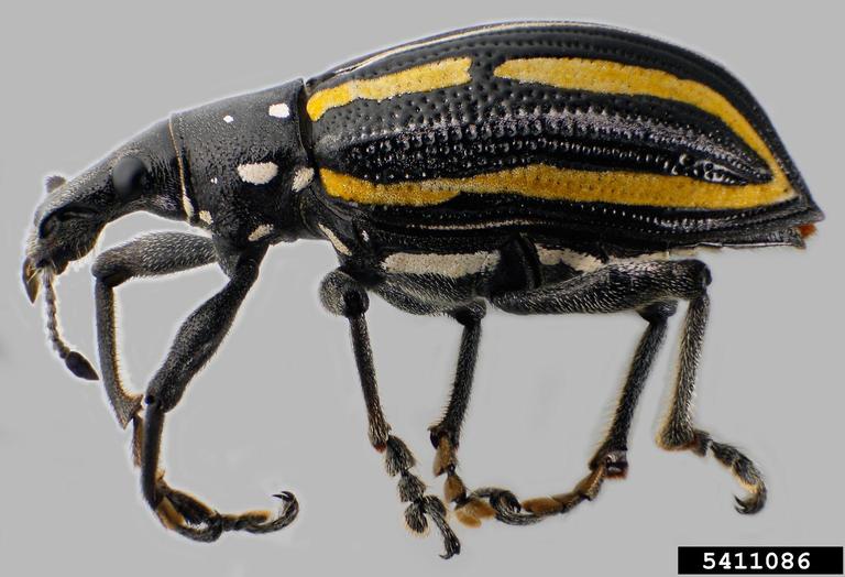 Jamaican fiddler weevil (Exophthalmus quadrivittatus (Olivier, 1807))