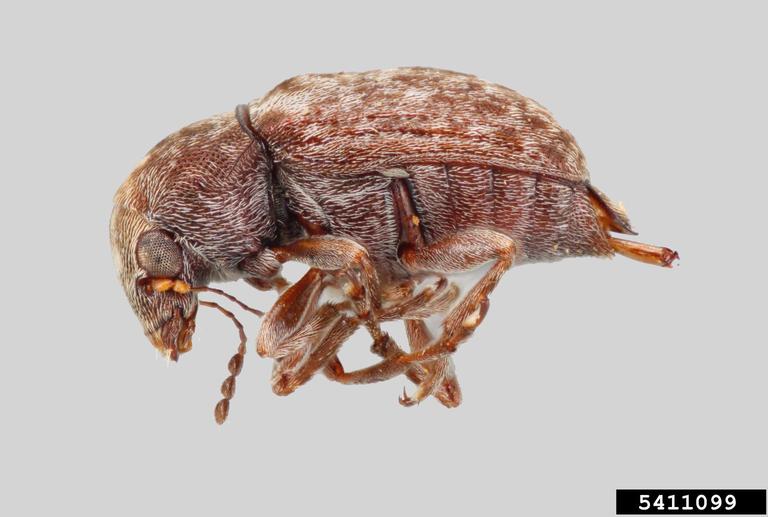 coffee bean weevil, Araecerus fasciculatus (Coleoptera Anthribidae