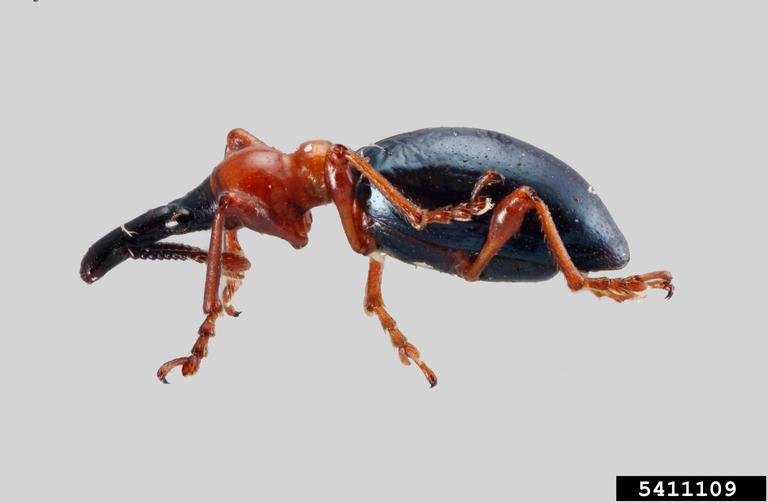 sweetpotato weevil (<em>Cylas formicarius</em>) adult(s)