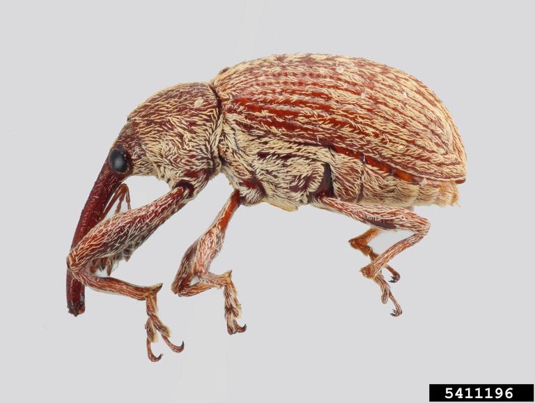 boll weevil, Anthonomus grandis grandis (Coleoptera Curculionidae