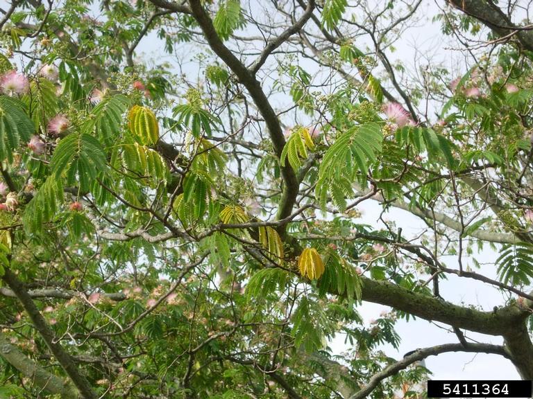 mimosa wilt (Fusarium oxysporum f.sp. perniciosum) on mimosa julibrissin ) 5411364