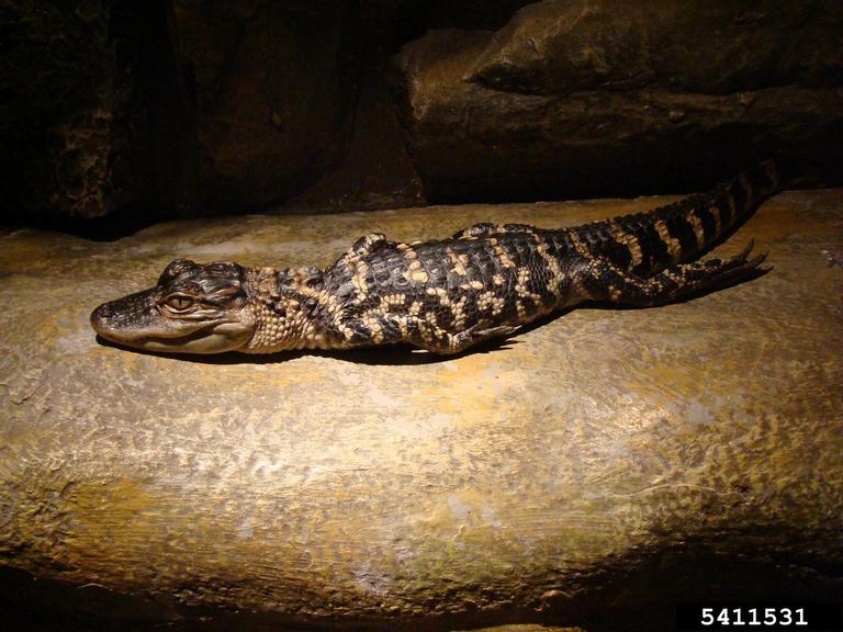 American alligator (Alligator mississippiensis Daudin)