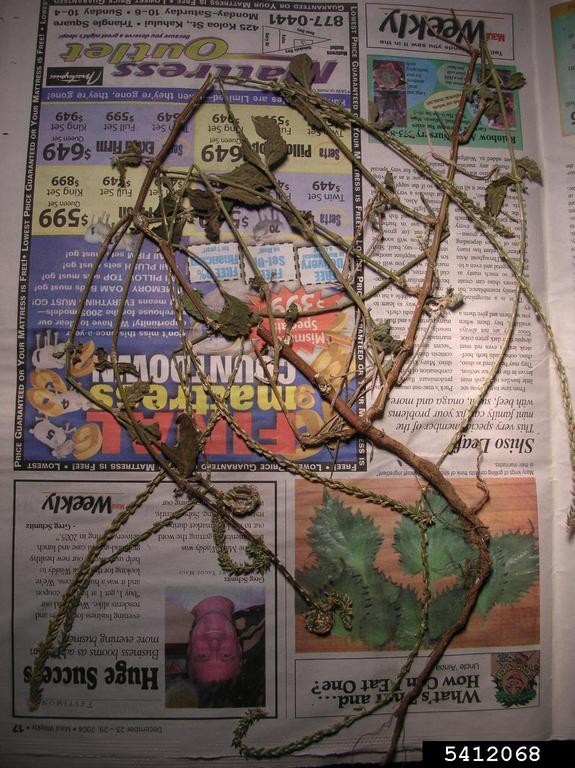 devil's horsewhip (Achyranthes aspera)