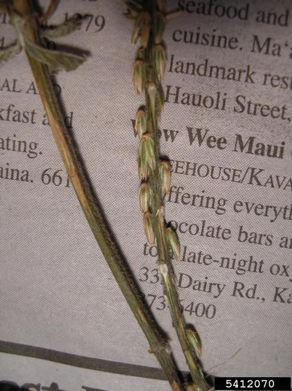 devil's horsewhip, Achyranthes aspera (Caryophyllales Amaranthaceae