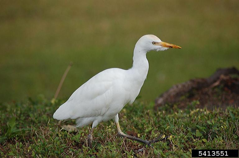 cattle egret (Bubulcus ibis Linnaeus)